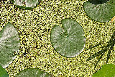 未来游戏展：开放世界生存《夜莺》新实机预告公开