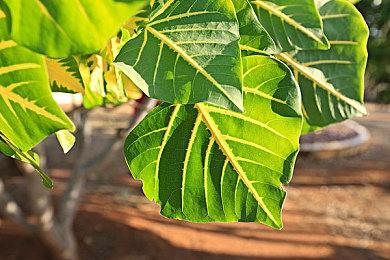 《浪人崛起》玩法细节 利用钩绳、马匹或滑翔翼自由穿越